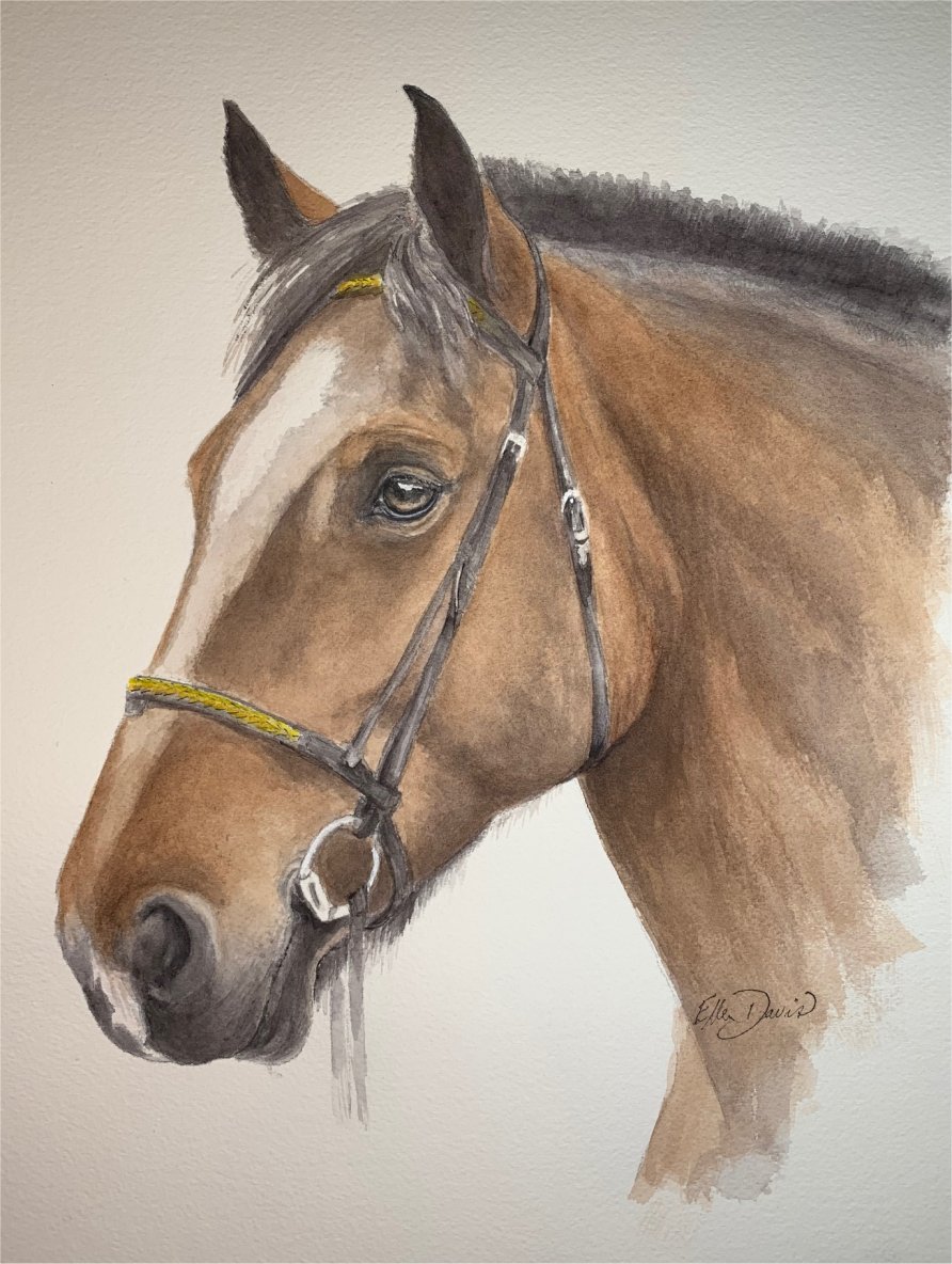 Horse Color Pencil Drawing by AtomiccircuS on DeviantArt